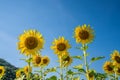 Sunflower field in a sunny day with blue sky in the background Royalty Free Stock Photo