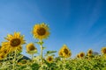 Sunflower field in a sunny day with blue sky in the background Royalty Free Stock Photo