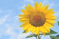 Sunflower field Sunny day blue sky background for your design Royalty Free Stock Photo