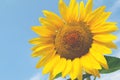 Sunflower field Sunny day blue sky background for your design Royalty Free Stock Photo