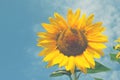 Sunflower field Sunny day blue sky background for your design Royalty Free Stock Photo