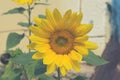 Sunflower field Sunny day blue sky background for your design Royalty Free Stock Photo