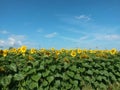 Sunflower field on sunny day with blue sky. beautiful yellow petals Royalty Free Stock Photo