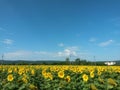 Sunflower field on sunny day with blue sky. beautiful yellow petals Royalty Free Stock Photo