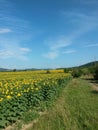 Sunflower field on sunny day with blue sky. beautiful yellow petals Royalty Free Stock Photo