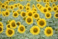 Sunflower field Royalty Free Stock Photo