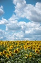 Sunflower field on a sunny day Royalty Free Stock Photo
