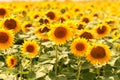 Sunflower field sunny day yellow Royalty Free Stock Photo