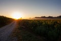 Sunflower field at sunrise along the Chemin du Puy, French route of the Way of St James Royalty Free Stock Photo