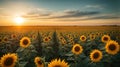 sunflower field with sunrise and blue sky Royalty Free Stock Photo