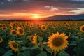 sunflower field at sunrise, with colorful clouds in the sky Royalty Free Stock Photo