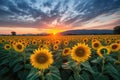 sunflower field at sunrise, with colorful clouds in the sky Royalty Free Stock Photo