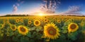 A sunflower field at sunrise, with the early sun casting a warm light across the vibrant blooms Royalty Free Stock Photo