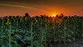 Sunflower field in the sunrise Royalty Free Stock Photo