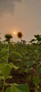 Sunflower field sunset Royalty Free Stock Photo