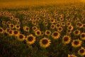 Sunflower field at sunset