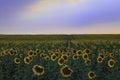 Sunflower field at sunset