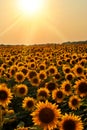 Sunflower Field at Sunset