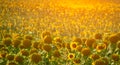 Sunflower field and sunset. Royalty Free Stock Photo