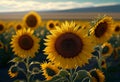 Sunflower Field At Sunset. Beautiful Landscape With Sunflowers. Generative Ai