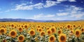 Sunflower field on sunset. Beautiful nature landscape panorama. Farm field idyllic scene Royalty Free Stock Photo