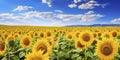 Sunflower field on sunset. Beautiful nature landscape panorama. Farm field idyllic scene Royalty Free Stock Photo