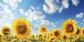 Sunflower field on sunset. Beautiful nature landscape panorama. Farm field idyllic scene Royalty Free Stock Photo