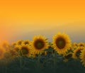 Sunflower field at sunset.Beautiful Orange Nature Background.Abstract Artistic Wallpaper.Art Photography.Floral Design.Copy Space.