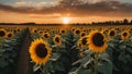 sunflower field at sunset a beautiful panorama of a sunflower field at sunset with a clear blue sky and fluffy clouds Royalty Free Stock Photo