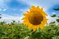 Sunflower field at sunset. Close-up of blooming yellow sunflower against blue sky in summer Royalty Free Stock Photo