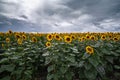 Sunflower field at sunset dramatic sky.