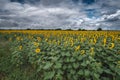 Sunflower field at sunset dramatic sky