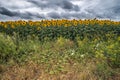 Sunflower field at sunset dramatic sky