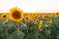 Sunflower Field At Sunset In The Evening. A Large Sunflower On The Background Of A Blooming Field.