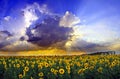 Sunflower field at sunset, large format panorama, rural landscape in summer in August Royalty Free Stock Photo