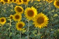 Sunflower field at sunset, many sunflowers