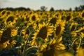 Sunflower field at sunset, many sunflowers