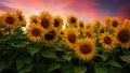 Sunflower Field at Sunset, Northern California, USA Royalty Free Stock Photo
