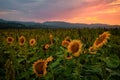 Sunflower Field at Sunset, Northern California, USA Royalty Free Stock Photo