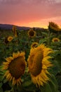 Sunflower Field at Sunset, Northern California, USA Royalty Free Stock Photo