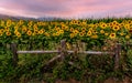 Sunflower Field at Sunset, Northern California, USA Royalty Free Stock Photo