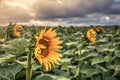 Sunflower Field at Sunset