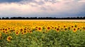 Sunflower field sunset Royalty Free Stock Photo