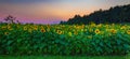 Sunflower Field Sunset Royalty Free Stock Photo