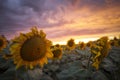 Sunflower field sunset Royalty Free Stock Photo