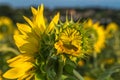 Sunflower field. Sunset time Royalty Free Stock Photo