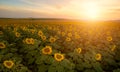 Sunflower field at sunset time Royalty Free Stock Photo