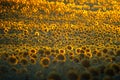 Sunflower field on sunset time in summer