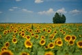 Sunflower field at sunset with tree Royalty Free Stock Photo