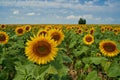 Sunflower field at sunset with tree Royalty Free Stock Photo